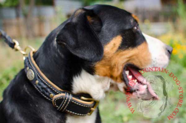 Swiss Mountain Dog Collar with Metal Figured Finery and Braided Details 